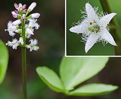 Attēlu rezultāti vaicājumam “Menyanthes trifoliata”