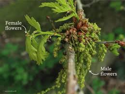 Attēlu rezultāti vaicājumam “Quercus robur male flower”