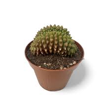 Image result for Gymnocalycium