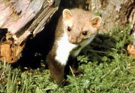 Attēlu rezultāti vaicājumam “Martes foina”