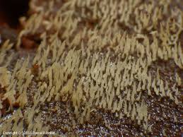 Attēlu rezultāti vaicājumam “Mucronella calva”