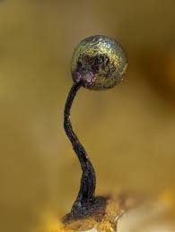 Attēlu rezultāti vaicājumam “Lamproderma columbinum”