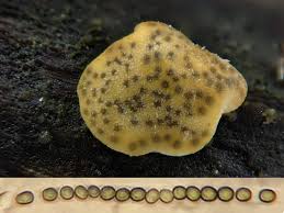 Attēlu rezultāti vaicājumam “Melanospora lagenaria”