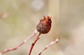 Attēlu rezultāti vaicājumam “Rhabdophaga rosaria”