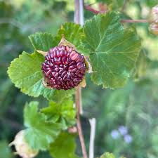 Attēlu rezultāti vaicājumam “Blysmus compressus fruit”