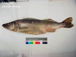 Image result for Sander vitreus