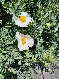 Image result for Romneya coulteri
