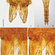 Attēlu rezultāti vaicājumam “Cricotopus male”