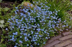 Image result for Myosotis sylvatica