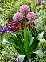 Image result for Zierlauch