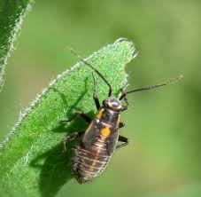 Attēlu rezultāti vaicājumam “Capsodes gothicus”