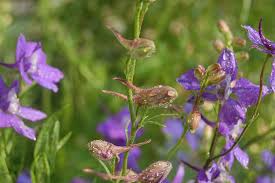 Attēlu rezultāti vaicājumam “Consolida regalis bud”