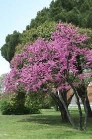 Attēlu rezultāti vaicājumam “Cercis siliquastrum”