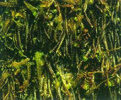 Attēlu rezultāti vaicājumam “Nowellia curvifolia”