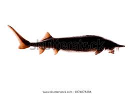 Image result for Acipenser