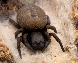 Attēlu rezultāti vaicājumam “Belbodamaeus sp.”