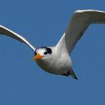 Image result for Sterna acuflavida