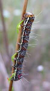 Attēlu rezultāti vaicājumam “Noctuidae”