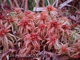 Attēlu rezultāti vaicājumam “Sphagnum riparium”