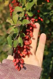 Attēlu rezultāti vaicājumam “Berberis vulgaris fruit”