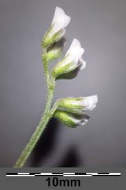 Attēlu rezultāti vaicājumam “Vicia hirsuta flower”