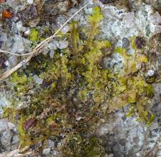 Attēlu rezultāti vaicājumam “Riccardia incurvata”