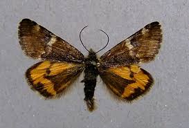 Attēlu rezultāti vaicājumam “Archiearis parthenias”