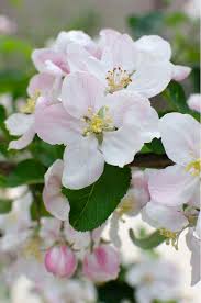 Attēlu rezultāti vaicājumam “Malus domestica flower”