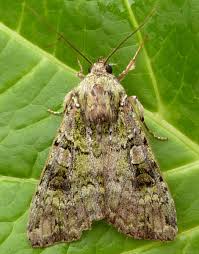 Attēlu rezultāti vaicājumam “Anaplectoides prasina”