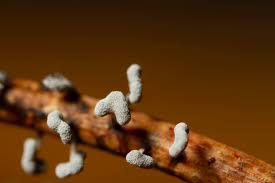 Attēlu rezultāti vaicājumam “Physarum diderma macro”