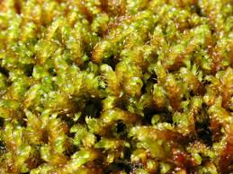 Attēlu rezultāti vaicājumam “Palustriella falcata”