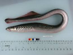 Image result for Lethenteron camtschaticum