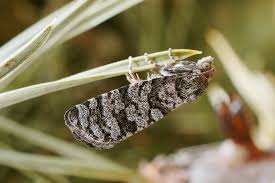 Attēlu rezultāti vaicājumam “Retinia resinella”