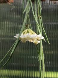 Image result for Alonsoa linearis