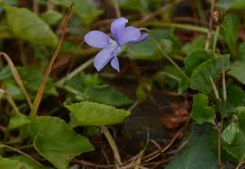 Attēlu rezultāti vaicājumam “Viola collina”