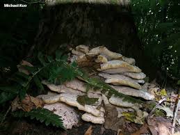 Attēlu rezultāti vaicājumam “Climacodon septentrionalis”