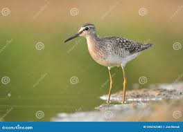 Attēlu rezultāti vaicājumam “Tringa glareola adult”