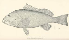 Image result for Epinephelus morio