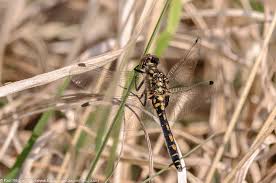 Attēlu rezultāti vaicājumam “Leucorrhinia dubia”