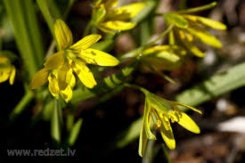 Attēlu rezultāti vaicājumam “Gagea lutea”