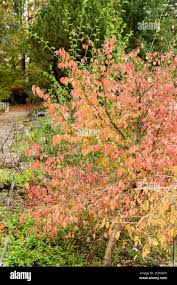 Attēlu rezultāti vaicājumam “Euonymus verrucosus”