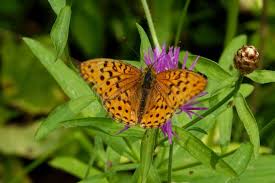 Attēlu rezultāti vaicājumam “Argynnis laodice underside”
