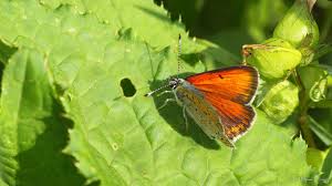 Attēlu rezultāti vaicājumam “Lycaeniinae”