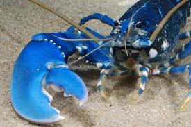 Image result for Homarus gammarus