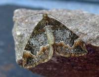 Attēlu rezultāti vaicājumam “Dysstroma truncata”