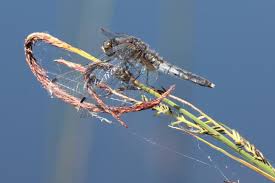 Attēlu rezultāti vaicājumam “Leucorrhinia caudalis male”