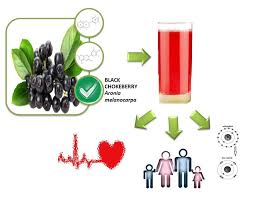 Attēlu rezultāti vaicājumam “Aronia melanocarpa fruit”