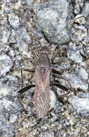 Attēlu rezultāti vaicājumam “Alydus calcaratus”