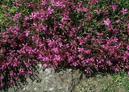 Image result for Silene schafta