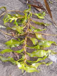 Attēlu rezultāti vaicājumam “Potamogeton praelongus”